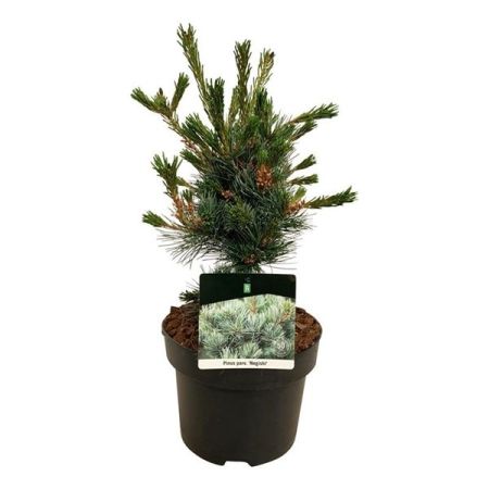 Сосна мелкоцветковая Негиши 40/50 Pinus parviflora Negishi 5л (Н)