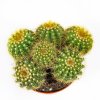 Нотокактус микс Notocactus 20/13