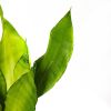 Сансевиерия микс Sansevieria mix 50/15
