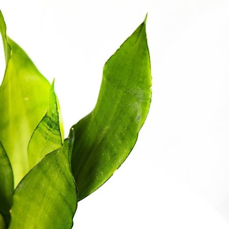 Сансевиерия микс Sansevieria mix 50/15