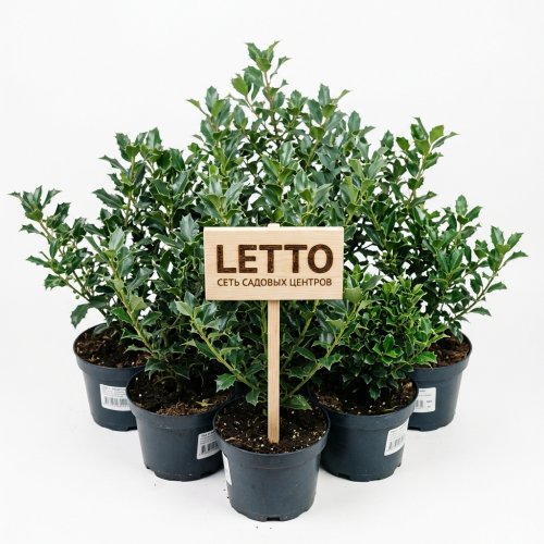Падуб Мезерва в ассорт. Ilex meserveae 25/17 (Н)