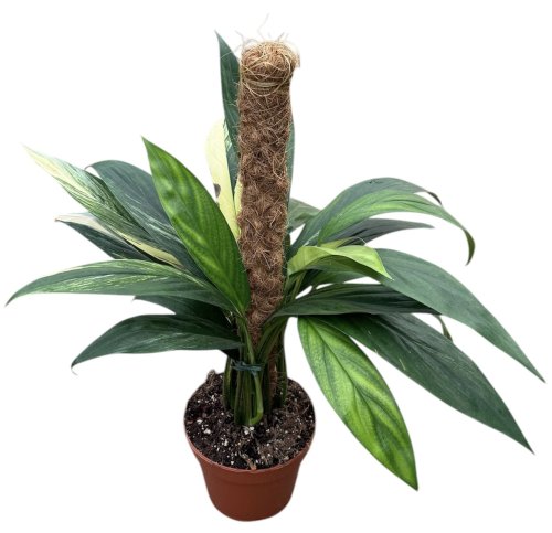 Эпипремнум Epipremnum Amplissimum Aurea Variegata 40/17 (Н)