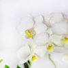 Фаленопсис 2 ствола Phalaenopsis 2st Tiny Dolls Mix 10+ 17/6 (Н)