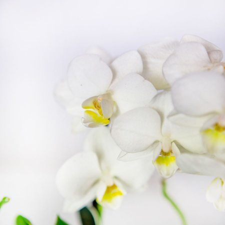 Фаленопсис 2 ствола Phalaenopsis 2st Tiny Dolls Mix 10+ 17/6 (Н)