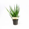 Сансевиерия Sansevieria Comet Kichaka 35/12