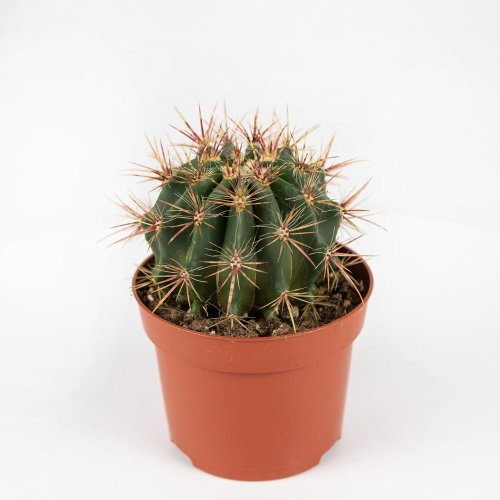 Ферокактус микс Ferocactus mix 15/12 (Н)