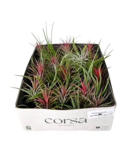 Тилландсия микс Tillandsia mix 10/