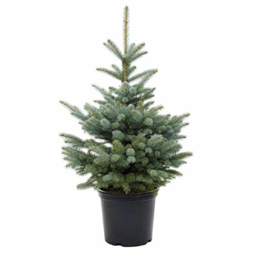 Ель колючая Picea Pungens с25 80/100 (И)