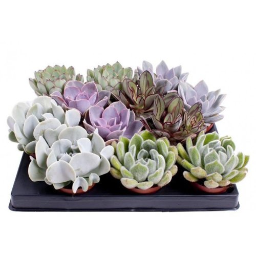 Эхеверия микс Echeveria mix Decorum+steker 12/8,5