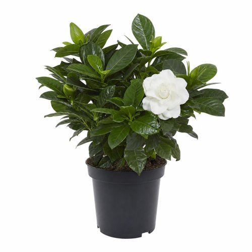 Гардения жасминовидная Gardenia jasminoides с5
