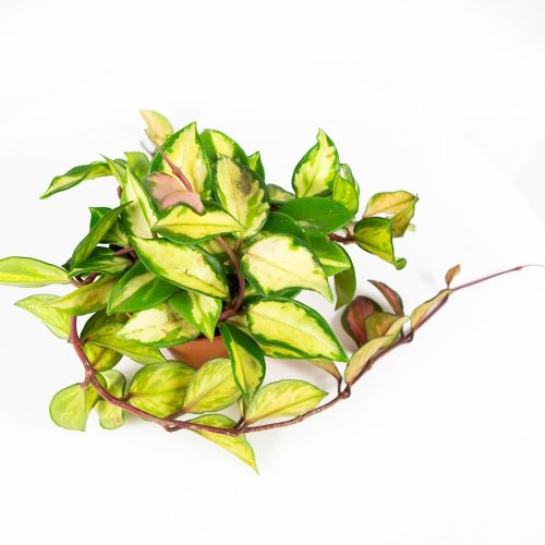 Хойя мясистая Триколор Hoya carnosa Tricolor 15/12 (Н)