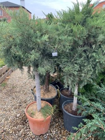 Можжевельник виргинский Грей Оул штамб 100см Juniperus virginiana Grey Owl 45л (Н)