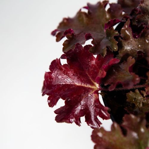 Гейхера микс Heuchera mix р17