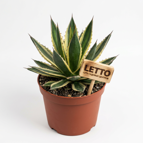 Агава Лофанта Agave Lophanta 30/20 (Н)