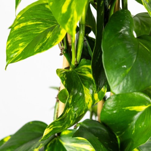Эпипремнум золотистый пирамида Epipremnum aureum piramide 160/27