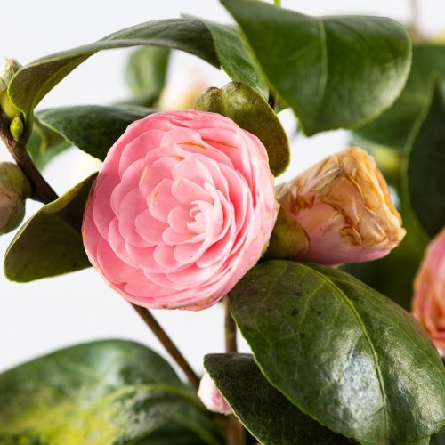 Камелия японская с5/7 40/60 Camelia japonica (И)