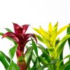 Бромелия микс Bromelia mix 40/12 (Н)