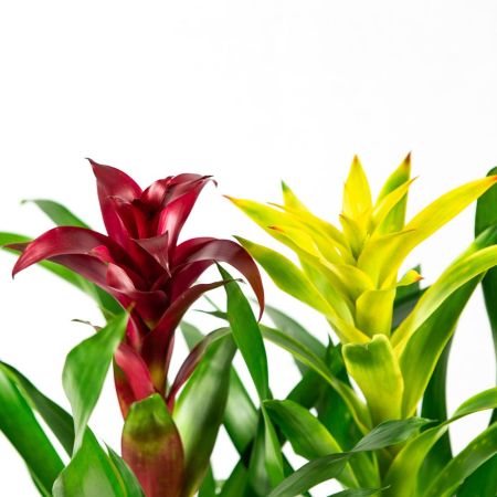 Бромелия микс Bromelia mix 40/12 (Н)