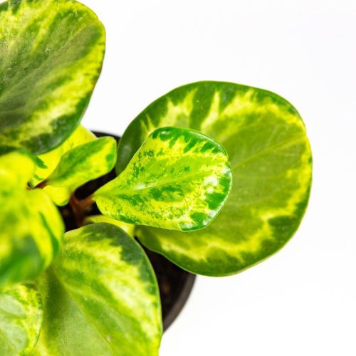 Пеперомия микс Peperomia mix р11