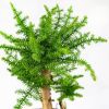 Бонсай Араукария Bonsai Araucaria Cunninghamii 65/23 (Н)