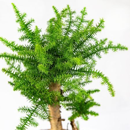 Бонсай Араукария Bonsai Araucaria Cunninghamii 65/23 (Н)