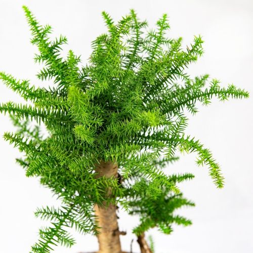 Бонсай Араукария Bonsai Araucaria Cunninghamii 65/23 (Н)