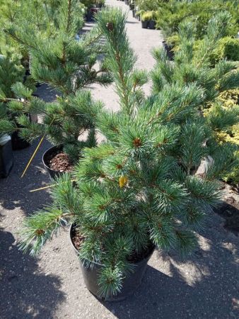 Сосна мелкоцветковая Негиши Pinus parviflora Negishi 15л (Н)