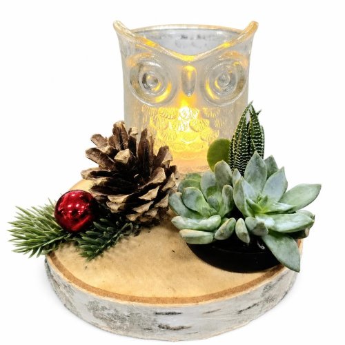 Суккуленты микс с декором Glass Owl On Slice 17/16 (Н)