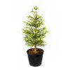 Ель обыкновенная Picea abies ком (мешковина) в контейнере 60/80