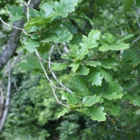 Дуб черешчатый Фастигиата Костер 300/400 Quercus robur Fastigiate Koster 45л (И)