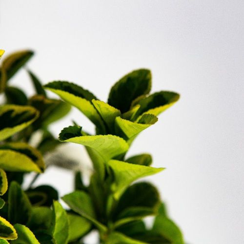 Бересклет японский Elegantissima Aurea КОНУС с35 125/150 Euonymus japonicus CONO (И)