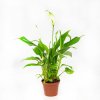 Спатифиллум Шопен Spathiphyllum Chopin 25/6,5