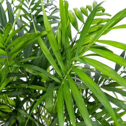 Хамедорея изящная Chamaedorea elegans 100/23 (Н)