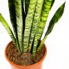 Сансевиерия зейланика Sansevieria zeylanica 60/17