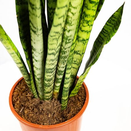 Сансевиерия зейланика Sansevieria zeylanica 60/17