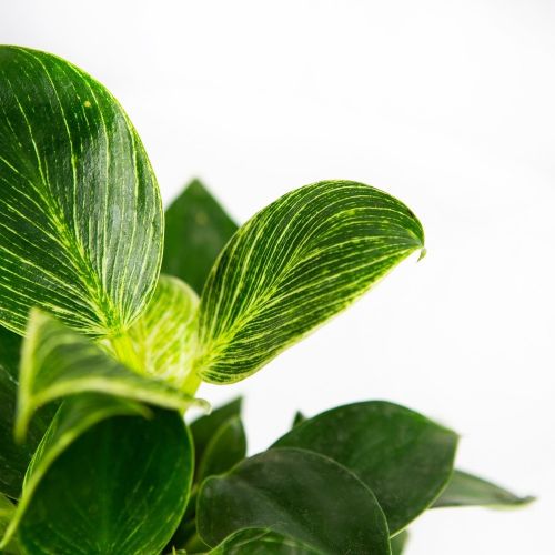 Филодендрон микс Philodendron mix р12