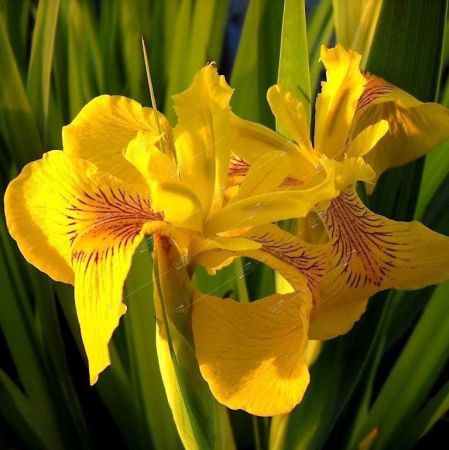 Ирис болотный Iris pseudacorus 4л