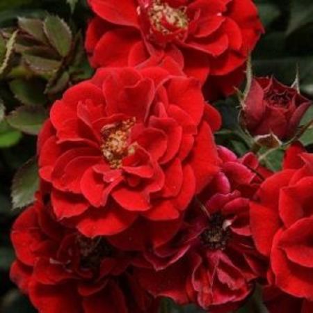 Роза почвопокровная Фламенко коробка 1шт (двухлетка) Волжский Сад