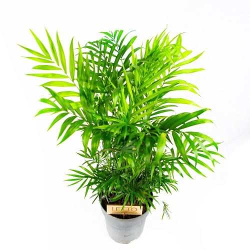 Хамедорея изящная Chamaedorea elegans 50/17 (Н)