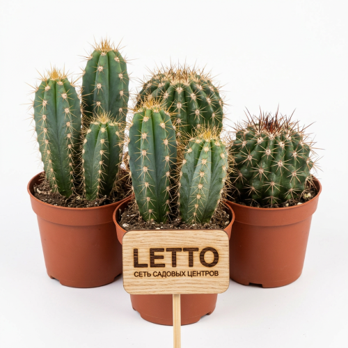 Кактус микс Пальм Мар Cactus Mix Palm Mar 18/8,5 (Н)