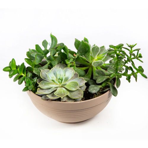 Суккулент Композиция микс Succulenten mix р27