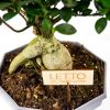 Фикус гинсенг S-образный Ficus ginseng S-type 60/22 (Н)