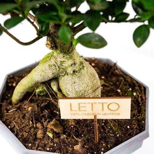 Фикус гинсенг S-образный Ficus ginseng S-type 60/22 (Н)