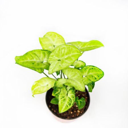 Сингониум Syngonium Golden Allusion р13