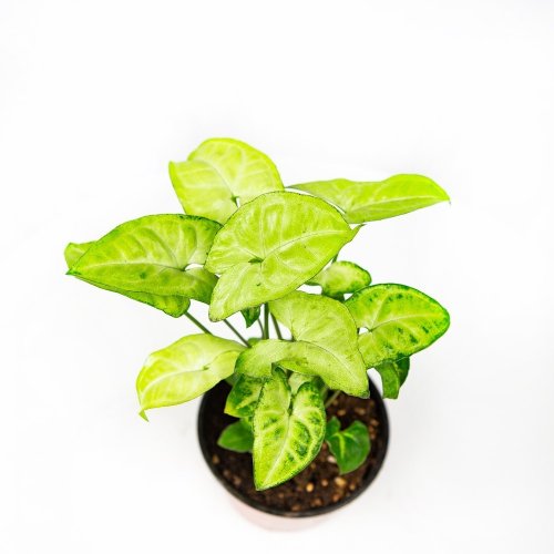 Сингониум Syngonium Golden Allusion р13