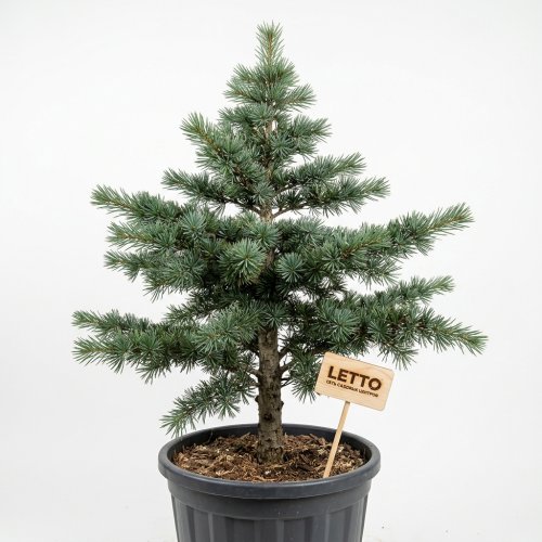 Кедр атласский с55 180/200 Cedrus atlantica Glauca (И)