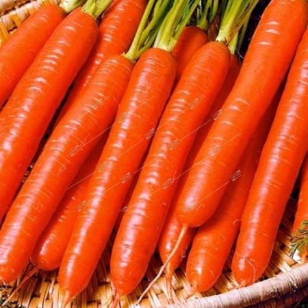 Морковь Витаминная 6, семена Весовые кг