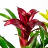 Бромелия микс Bromelia mix 40/12 (Н)