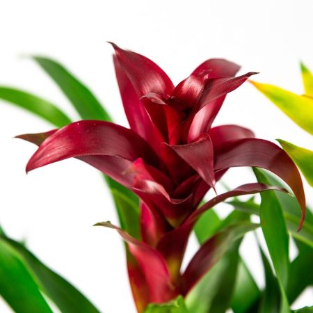 Бромелия микс Bromelia mix 40/12 (Н)