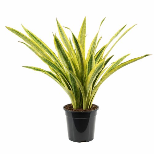 Сансевиерия аубритиана Лаурен Sansevieria aubrytiana Lauren 60/19 (Н)